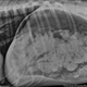 Illustration for article titled X-rays of the weird things that vets find inside pets
